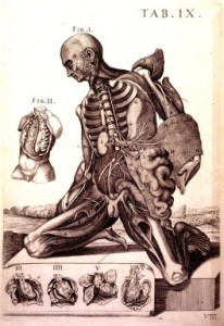 anatomy5