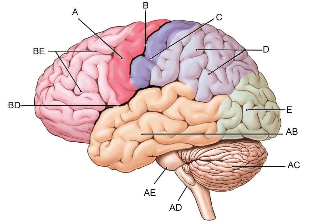 Label The Brain Quiz - Trovoadasonhos