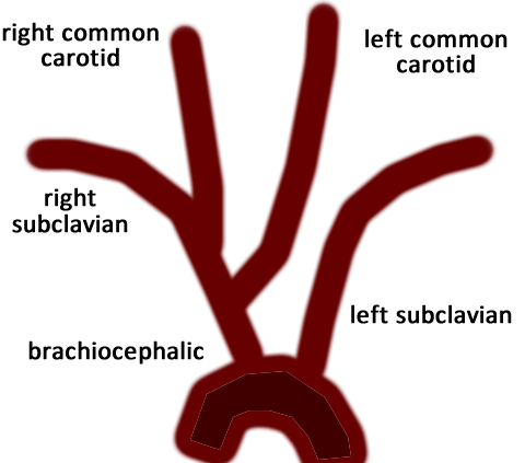 Brachiocephalic Artery In Cats