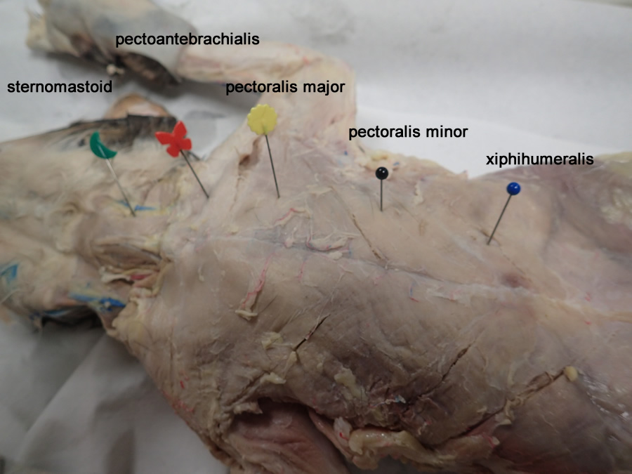 Cat Muscle Dissection 54