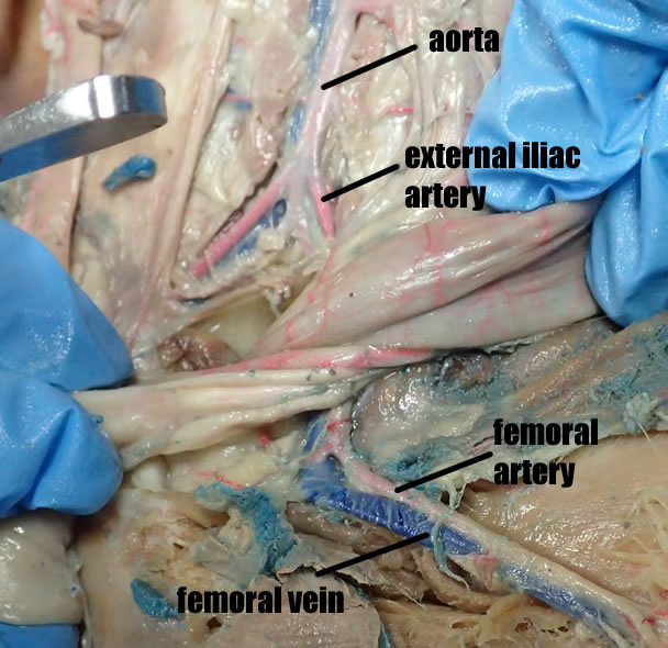 Major Arteries and Veins of the Cat | Anatomy Corner