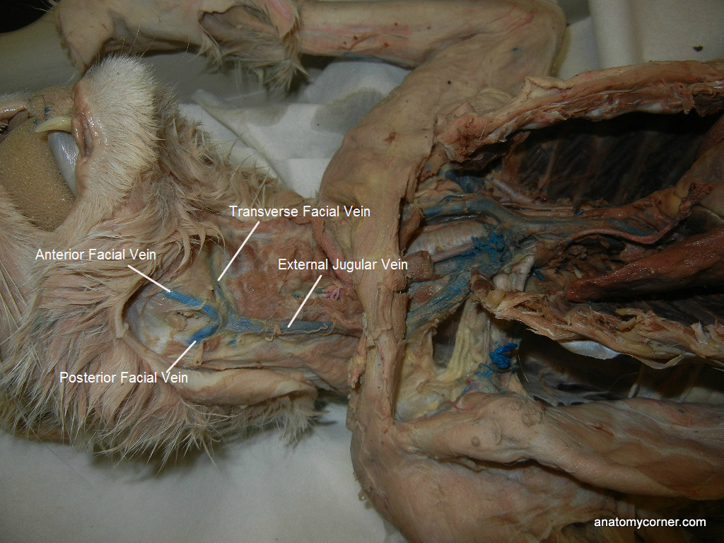 Major Arteries and Veins of the Cat Anatomy Corner