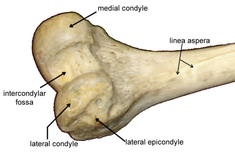femur-condyles-labeled