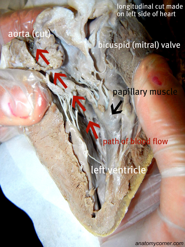 heart_papillary_muscle_labeled