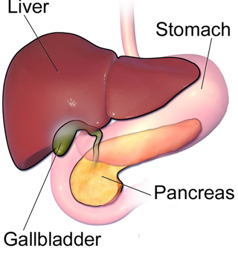 liver and gallbladder