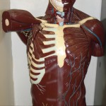 muscles_chest01 muscles_chest01