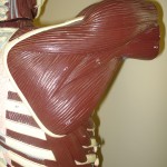 muscles_shoulder01 muscles_shoulder01