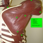 muscles_shoulder01L muscles_shoulder01L