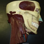 muscles_sternocleidomastoid muscles_sternocleidomastoid
