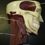 muscles_sternocleidomastoid_L muscles_sternocleidomastoid_L