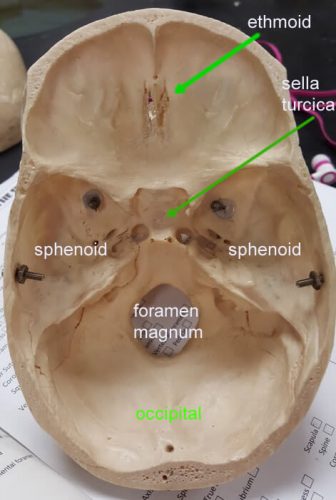 skull-internal