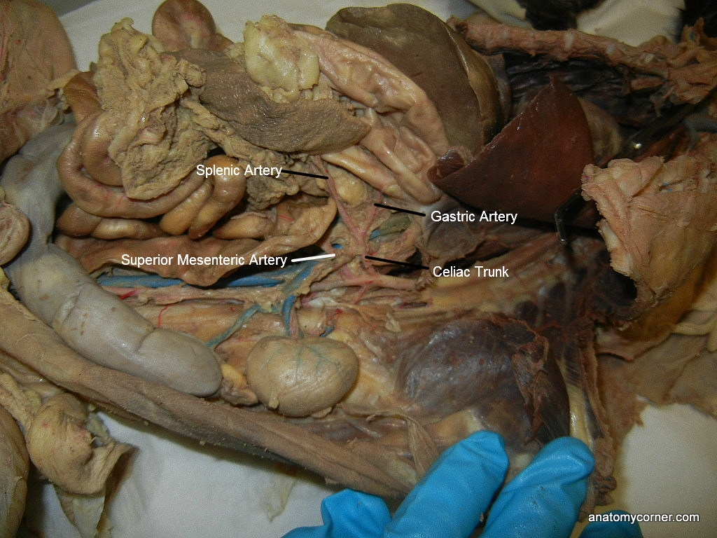 Major Arteries and Veins of the Cat | Anatomy Corner