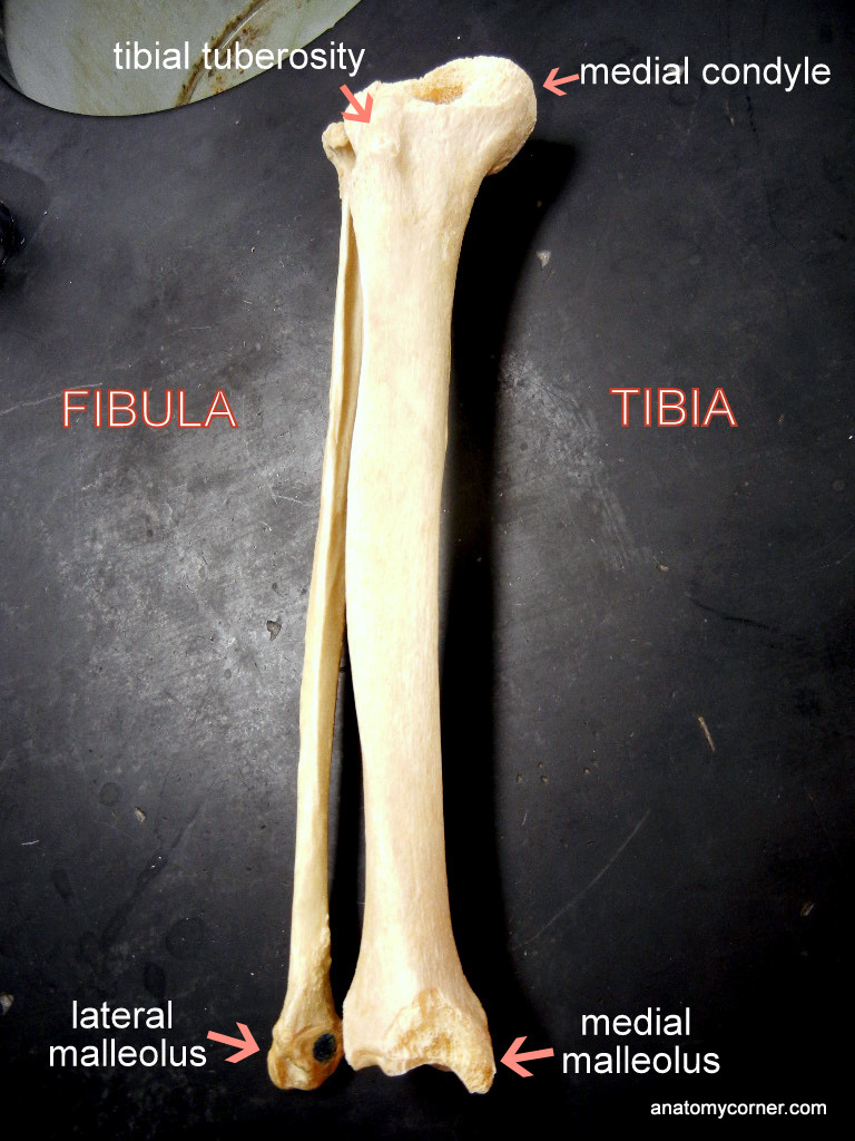What Is Tibia And Fibula Tibia And Fibula My Skehliton Most People