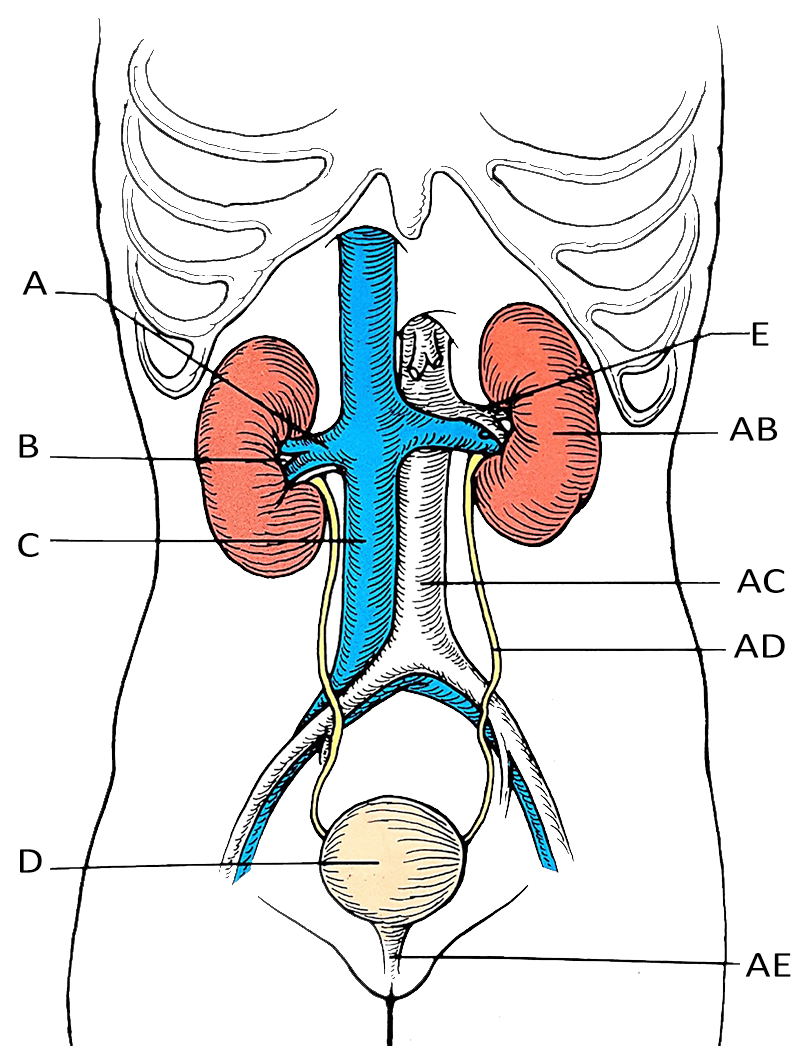 Urinary System Diagram | World of Reference