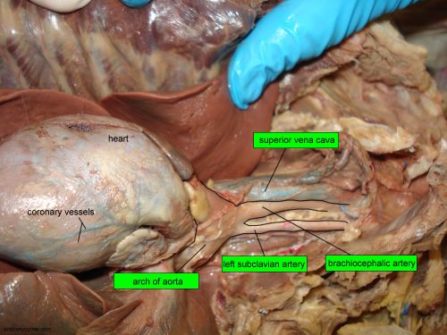 Major Arteries and Veins of the Cat Anatomy Corner