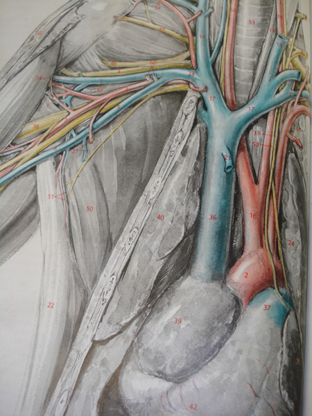 human veins and arteries diagram. Cat Veins And Arteries Diagram