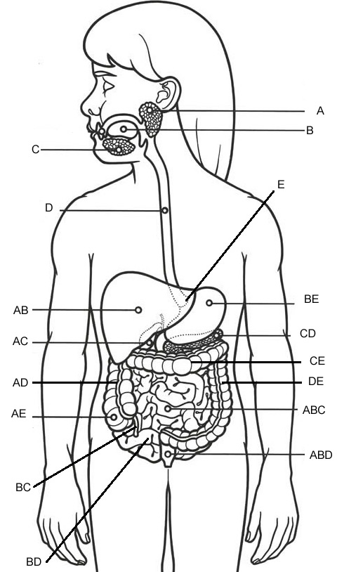 Label – Digestive System (Overall)